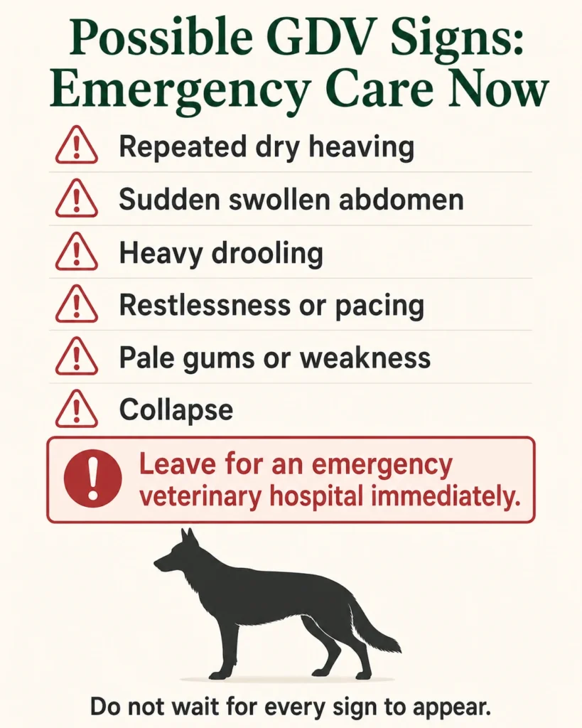 Emergency signs of GDV or bloat in a German Shepherd