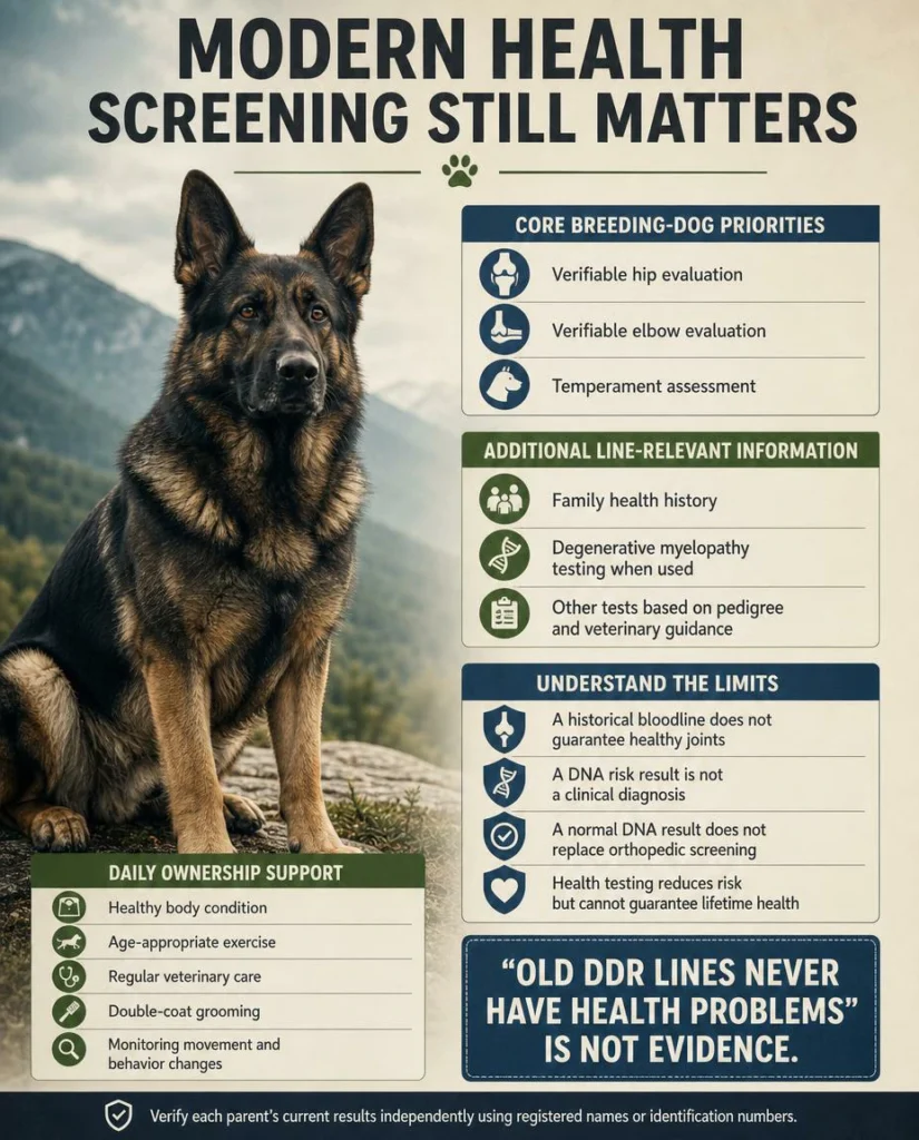 DDR German Shepherd: History, Traits, Temperament, and Buyer Guide Hip, elbow, temperament, DNA, and preventive health checks for DDR-line German ShepherdsHip, elbow, temperament, DNA, and preventive health checks for DDR-line German Shepherds